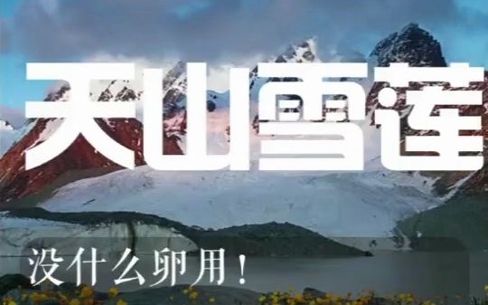 天山雪莲到底干什么用哔哩哔哩bilibili