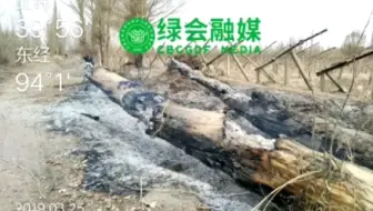 敦煌阳关林场后续！！