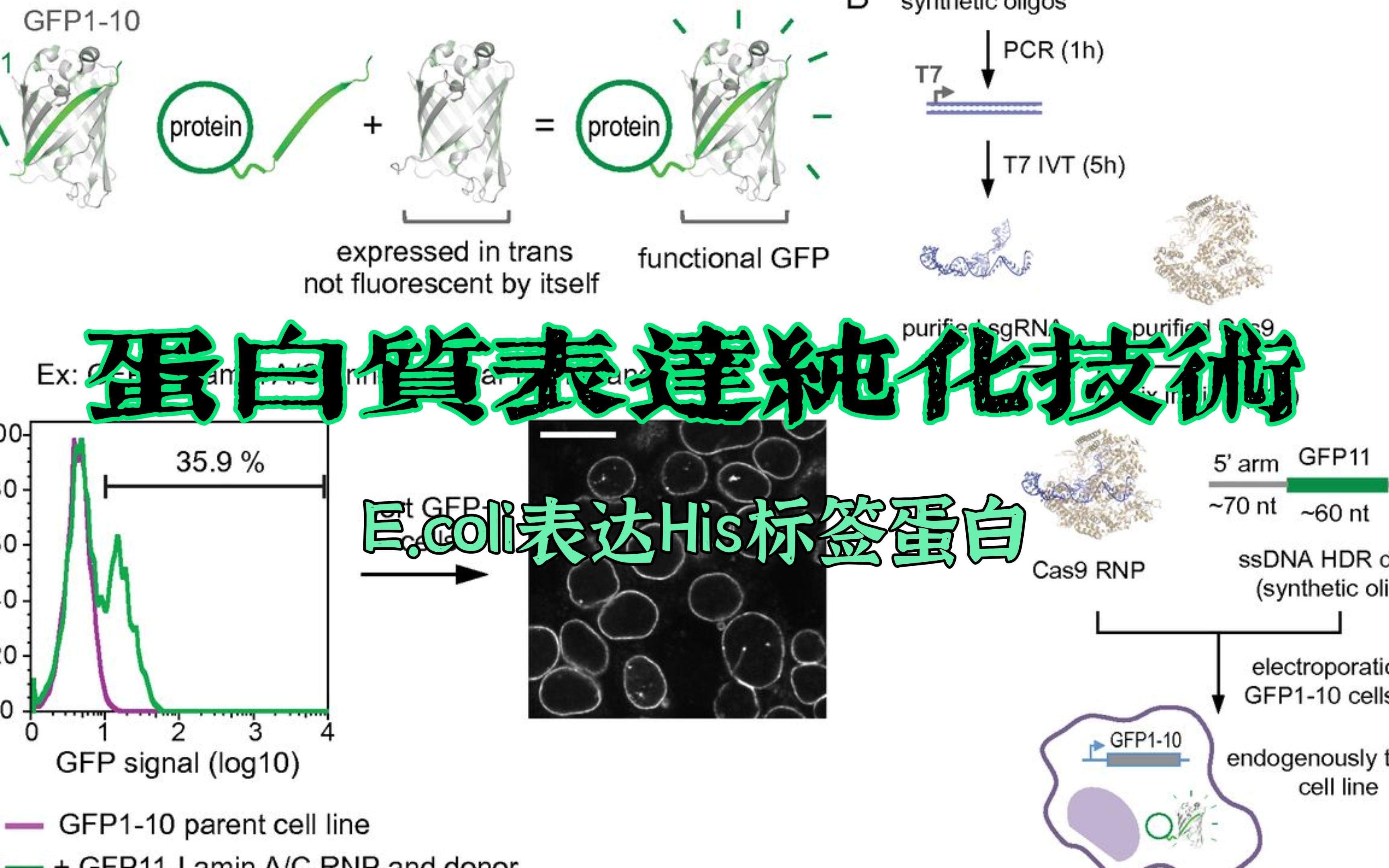 【蛋白纯化技术】蛋白质表达纯化技术(E.coli表达Histag蛋白)哔哩哔哩bilibili