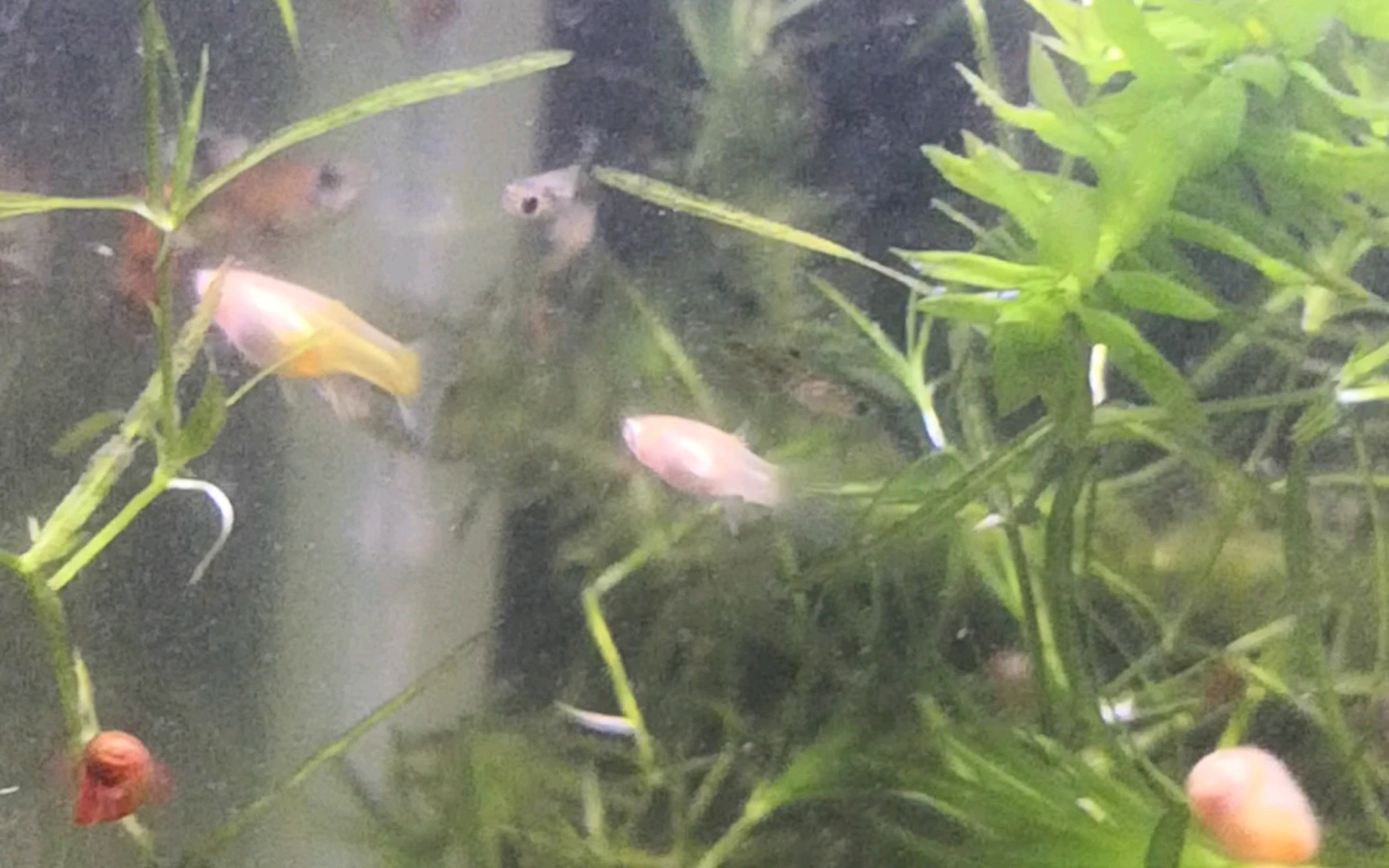 【雜袍孔雀魚】所有小魚進入大缸,開加熱器