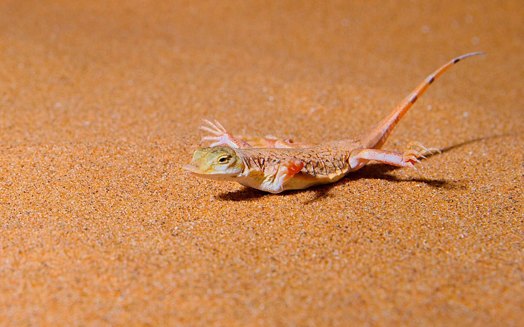 沙漠70度高温,蜥蜴被烫得原地跳舞,四肢不敢沾地!_哔哩哔哩_bilibili