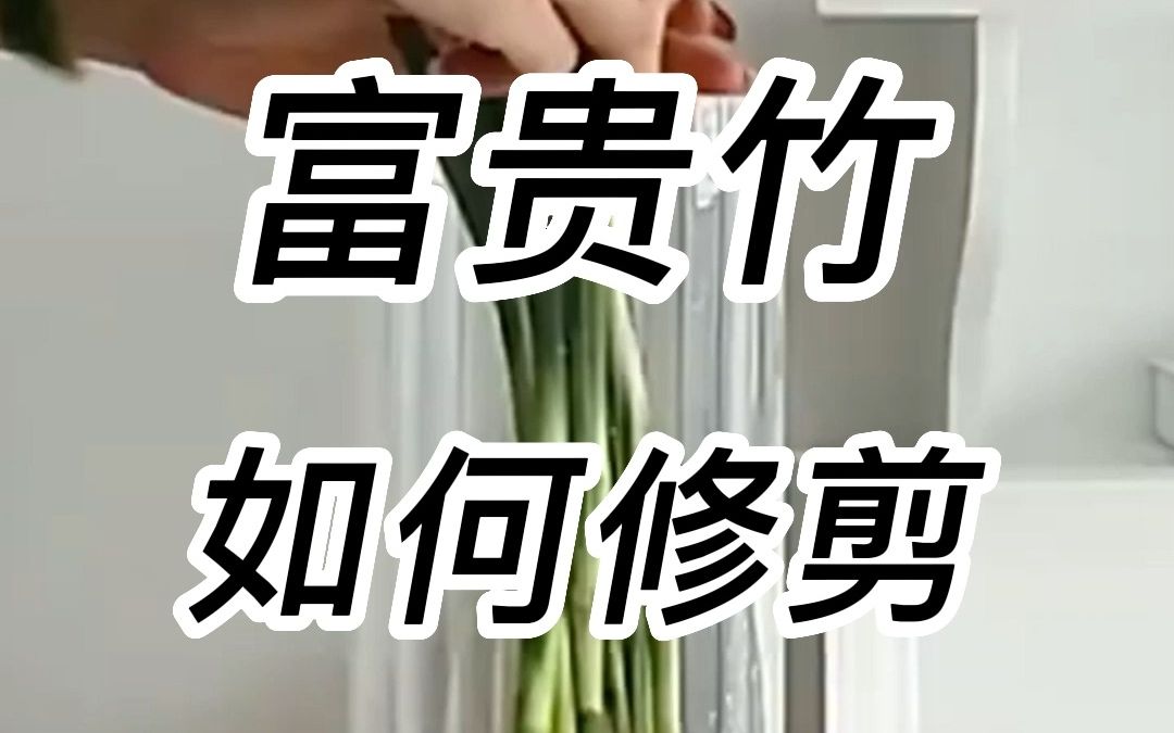 富贵竹如何修剪哔哩哔哩bilibili