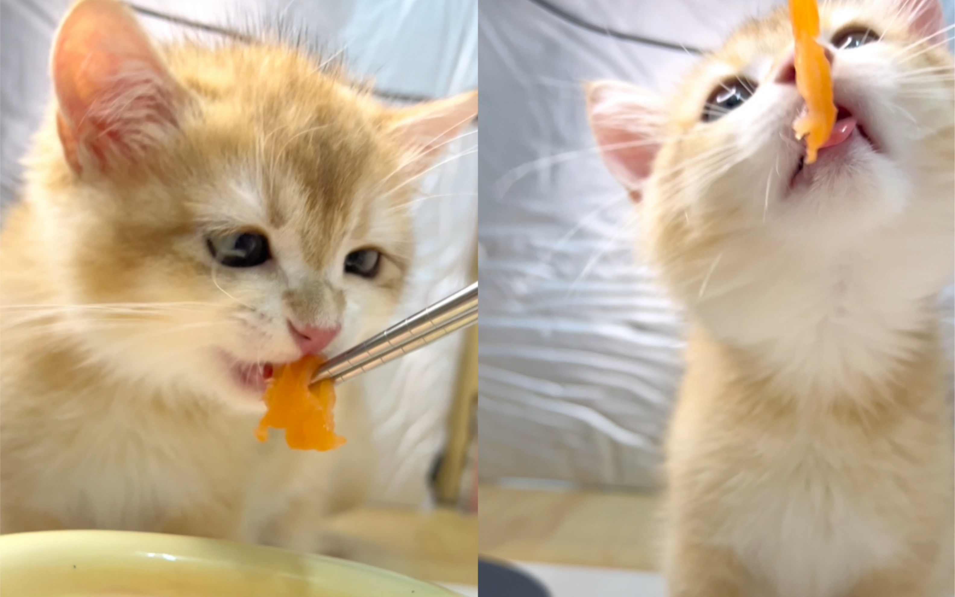 小猫咪沉浸式吃三文鱼