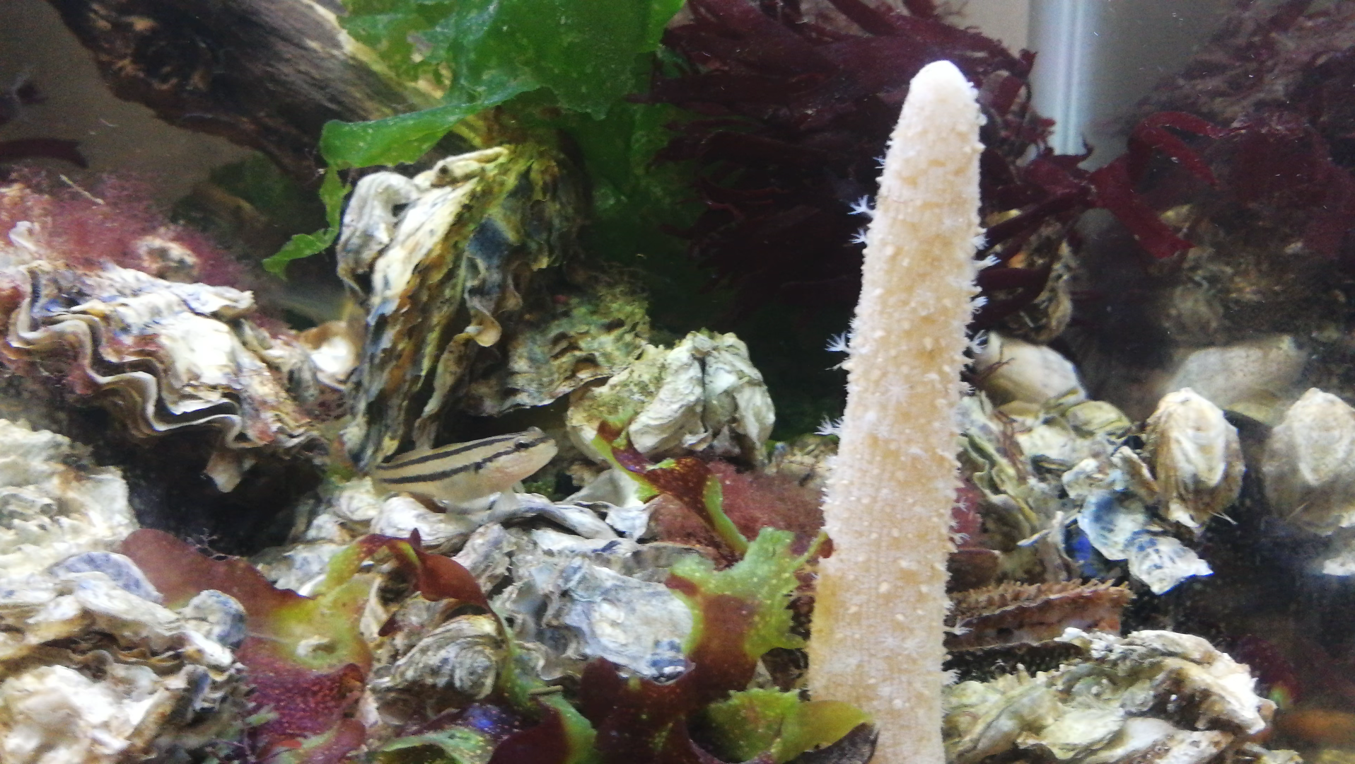 老尹赶海～闲着在家拍海缸玩～海玉米挺美啊!