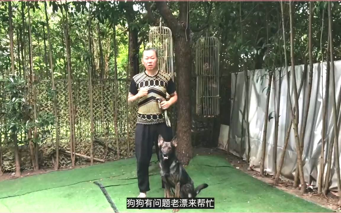 【养狗小白入门指南】狗狗牵引带(牵狗绳)之 半控链到底怎么用 #训狗.mp4哔哩哔哩bilibili