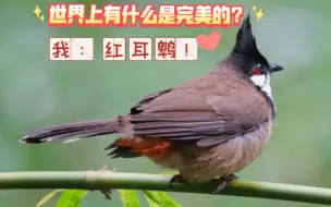 Video herunterladen: 拿着放大镜看红耳鹎系列 今天也一起来看鹎鹎呀