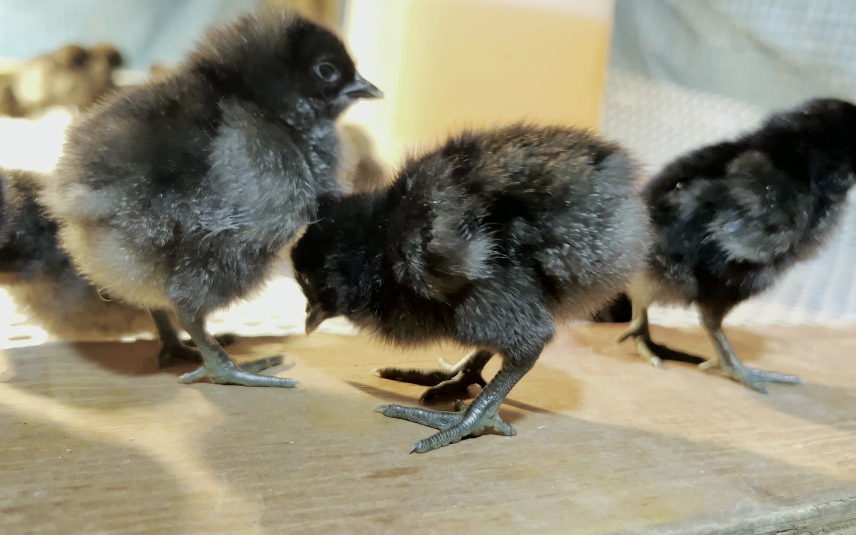 刚出生三天的五黑鸡仔原来长这样啊,深山天敌太多,你觉得能养殖成功吗