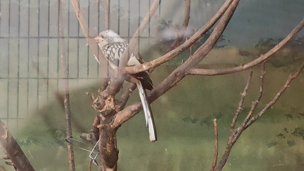 北京动物园的红嘴弯嘴犀鸟育雏