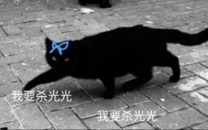 Download Video: 对 立 猫 猫