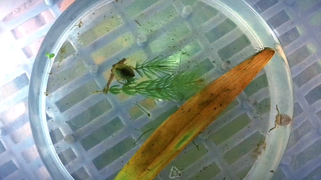 负子蝽亚成体击杀豆娘幼虫