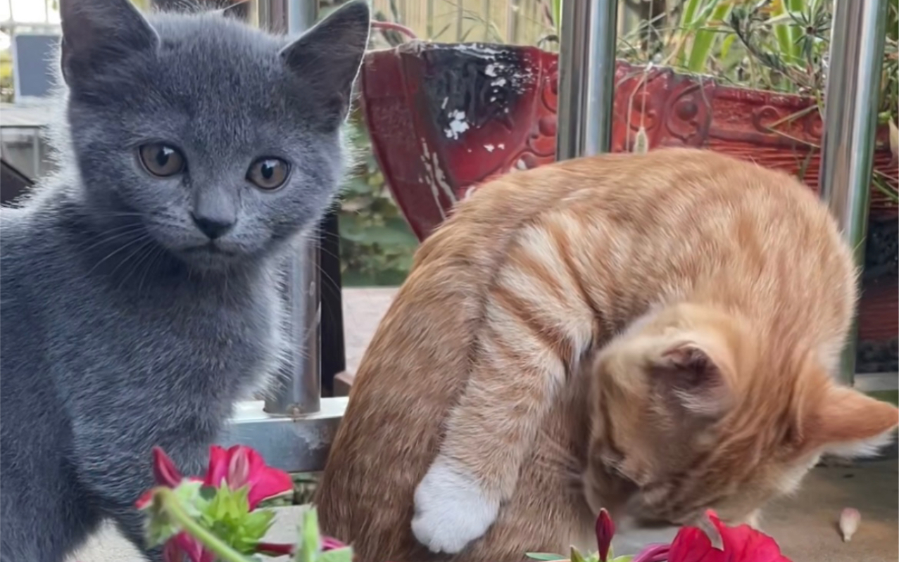 蓝猫和小橘的孩子会是什么样子