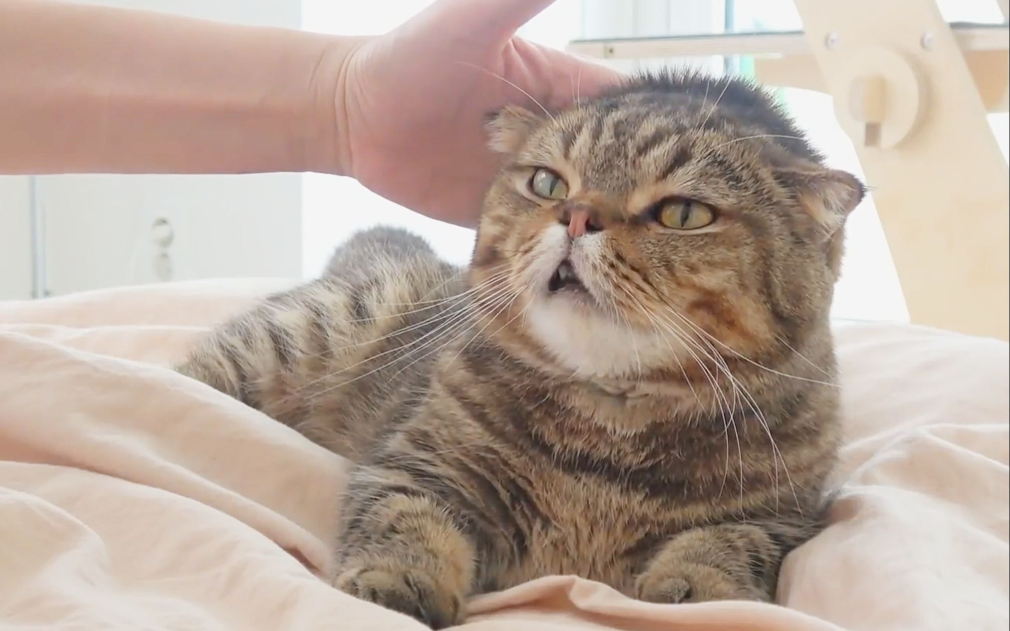 【奶油管家】给小脑斧lulu枕了胳膊,奶乎乎的萌一脸!