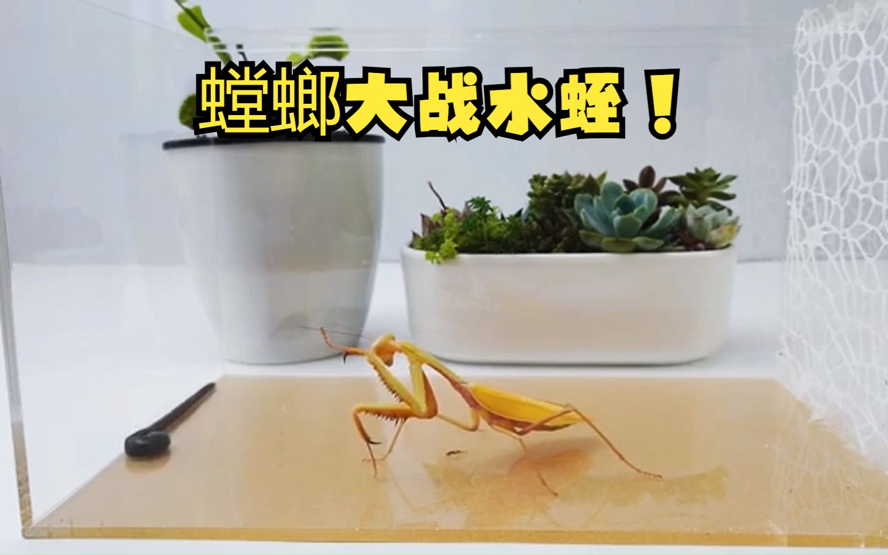 螳螂大战水蛭!
