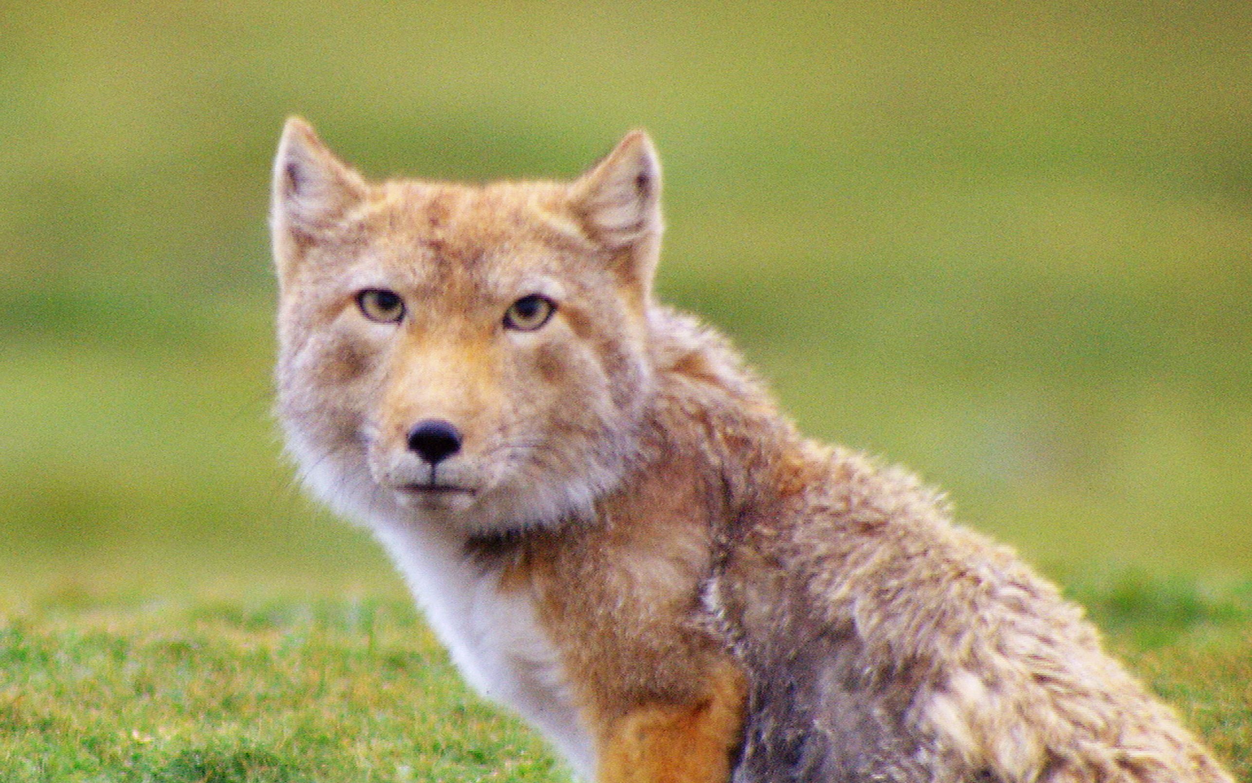 【中国珍稀物种系列纪录片】——藏狐