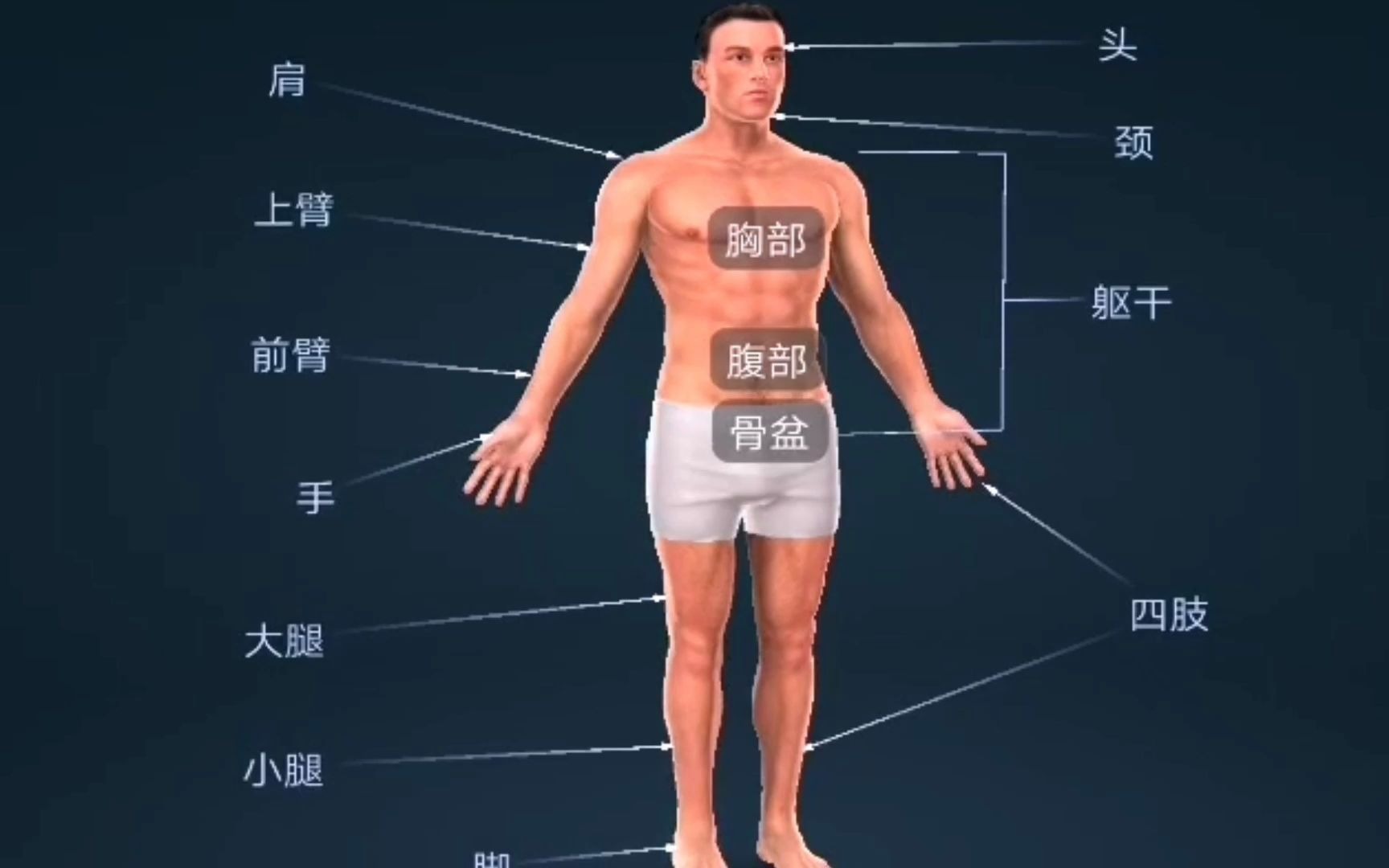 [图]3d人体解剖模型，你对人类身体认识多少，这些部位你都认识吗