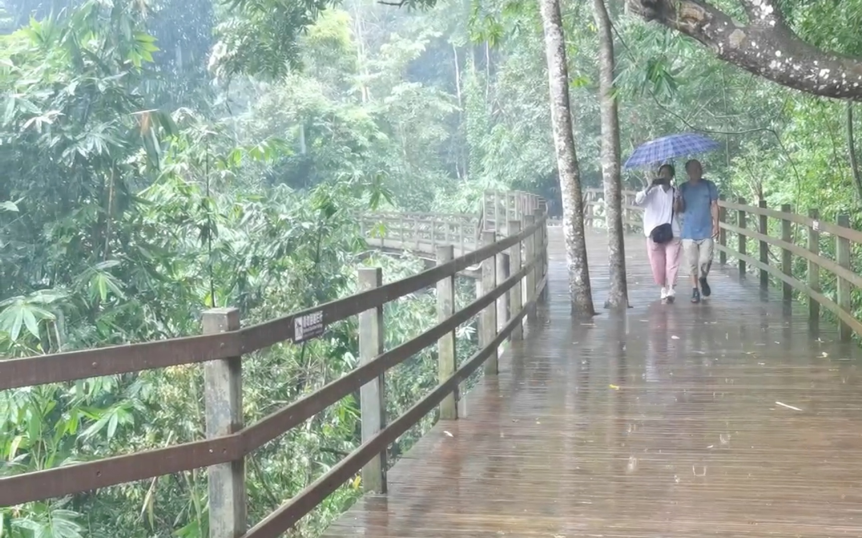 [图]西双版纳热带雨林漫步，雨林白噪音，感受热带雨"淋"