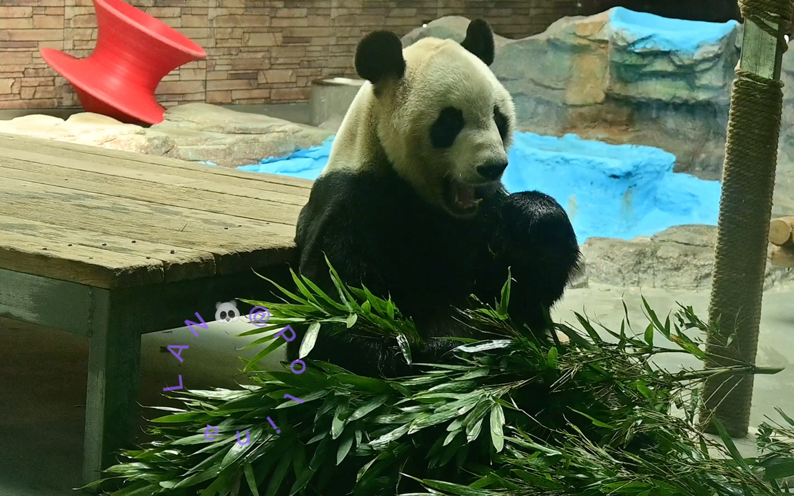 【大熊猫双儿】双儿内场悠闲吃播,是大双老师的长子,与同父哥哥珍大现