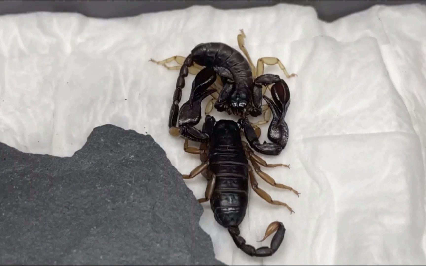 黄尾四孔蝎tetratrichobothriusflavicaudis交配