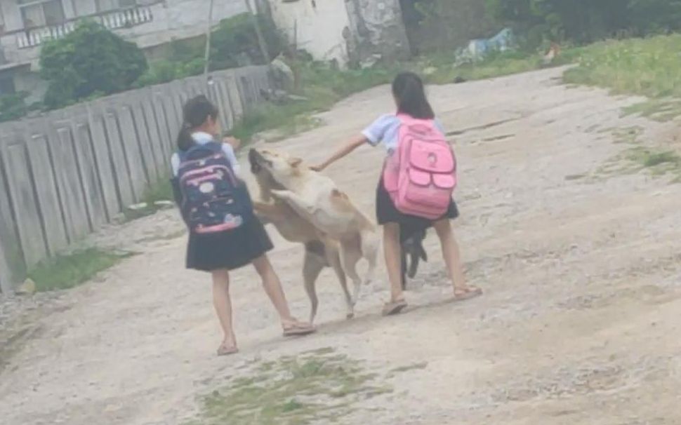 [图]小女孩放学回家，三条中华田园犬迎接，几年了天天如此