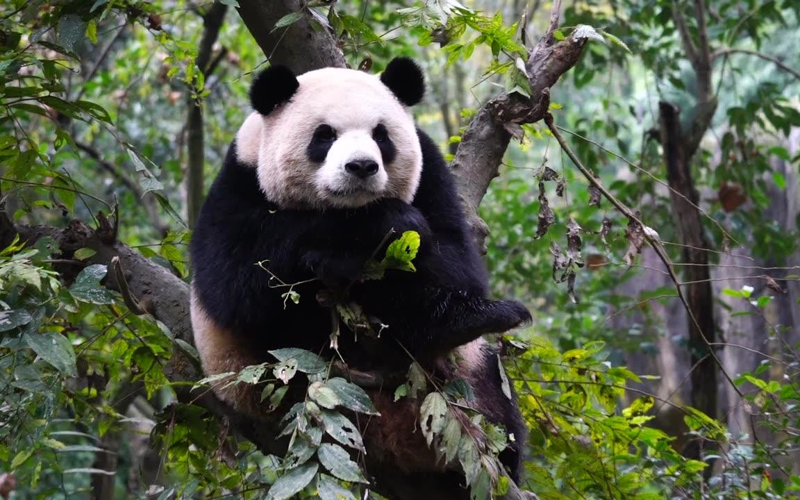 【大熊猫奥莉奥】20171204发呆的奥莉奥
