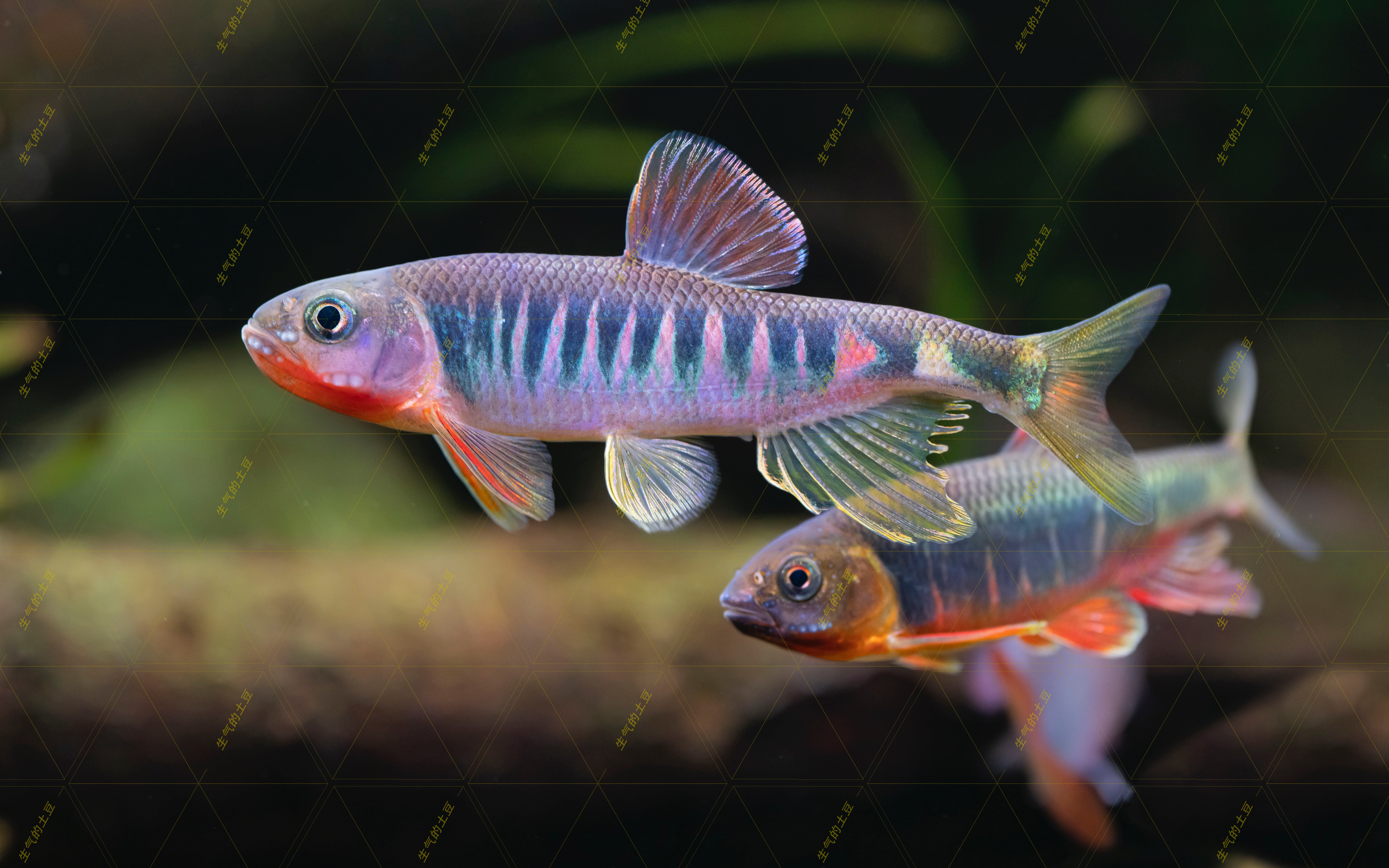 「原生鱼系列」黄山类高屏鱲