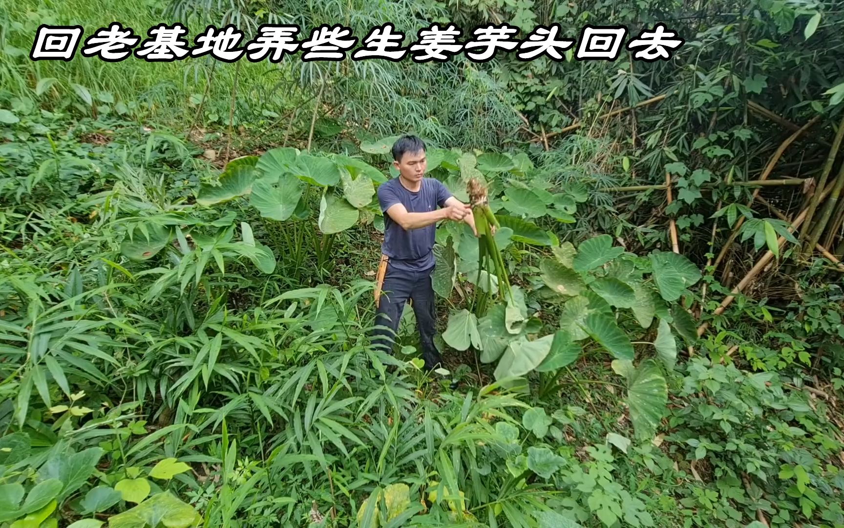 回老基地有点触景生情,稍微修整一下,再弄一些生姜和芋头回去哔哩哔哩bilibili