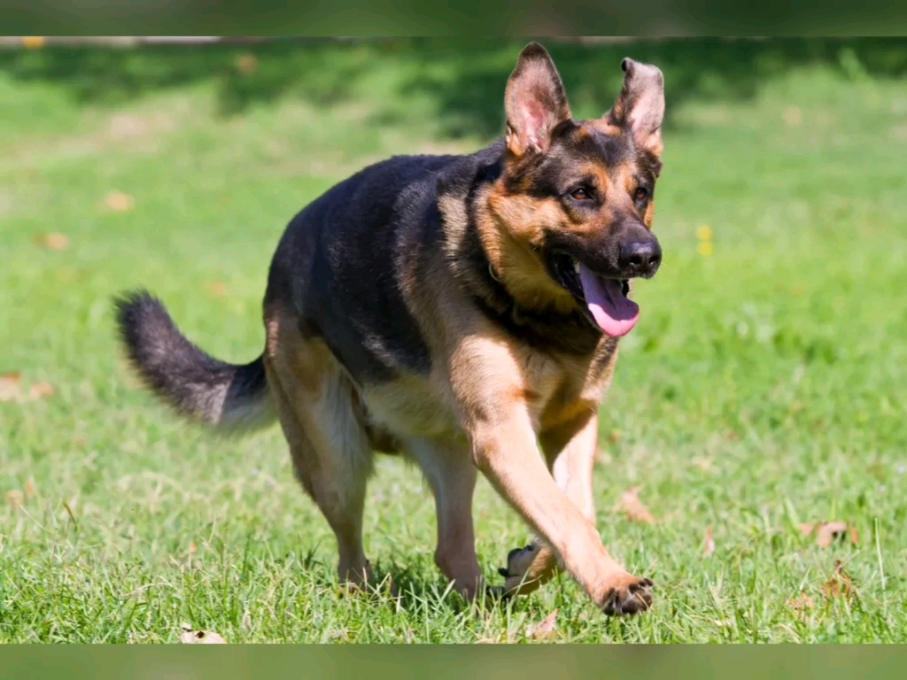 英俊的德国牧羊犬