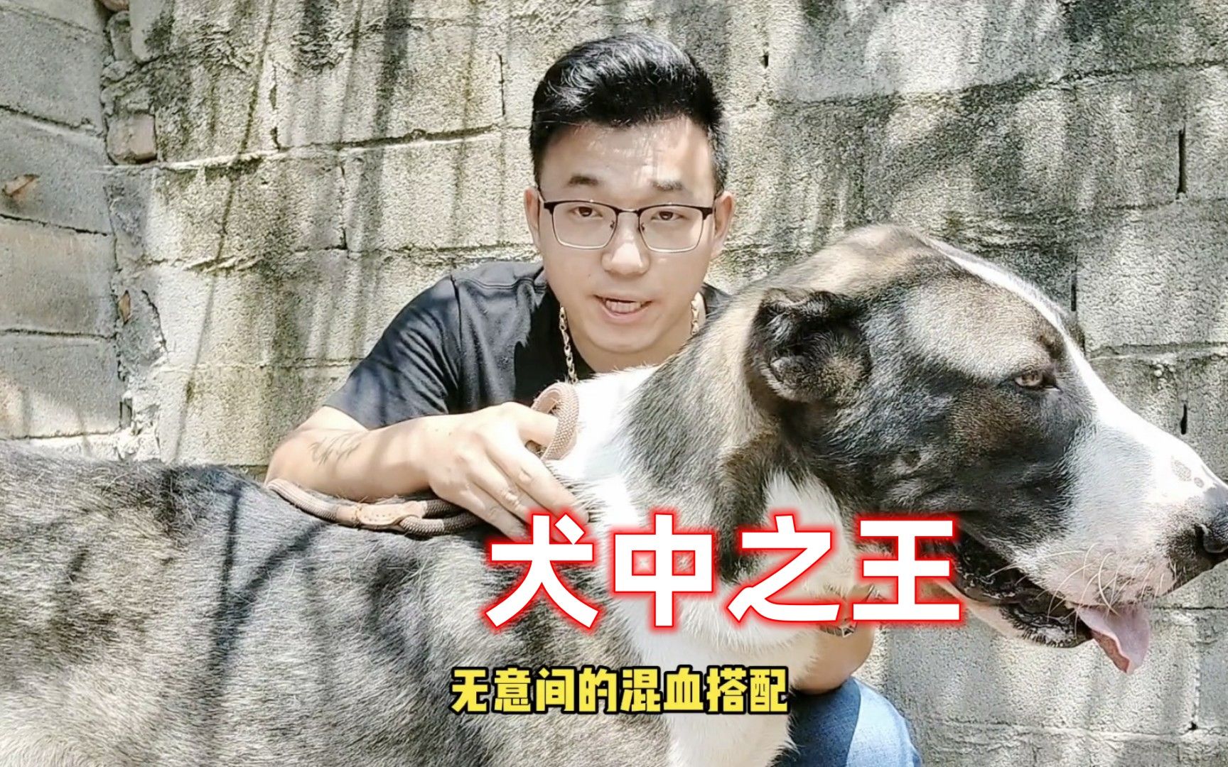 巨型斗犬图片