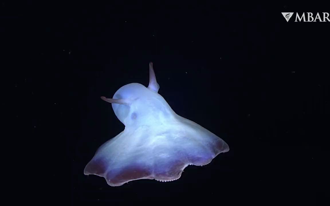 mbari某种烟灰蛸grimpoteuthissp