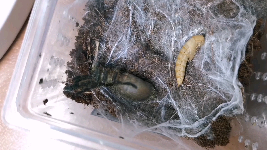 斜角巴布捕鸟蛛幼体蜕皮过程全记录快放