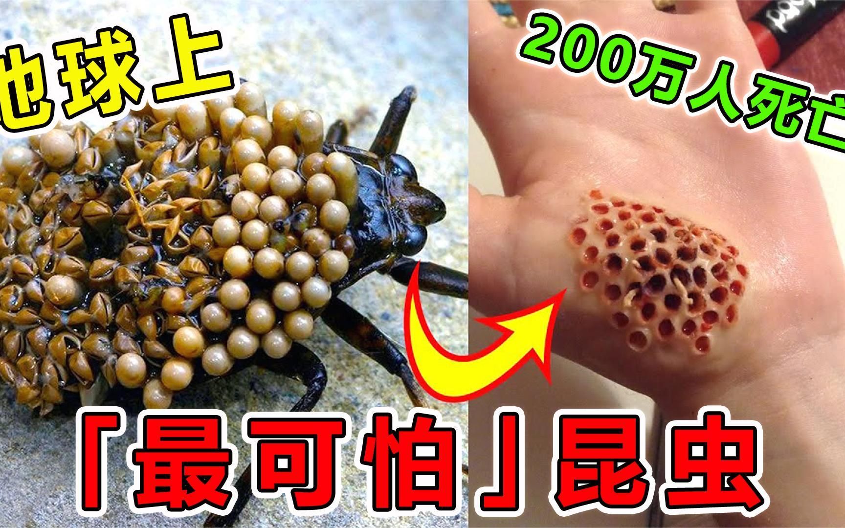 世界上“最可怕”的10种昆虫,每年导致200万人死亡,你见过几种呢?哔哩哔哩bilibili