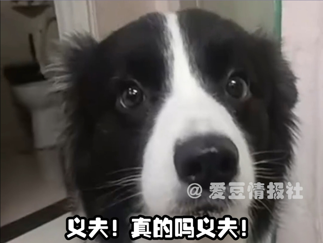 以为是恶犬 没想到是饿犬哔哩哔哩bilibili