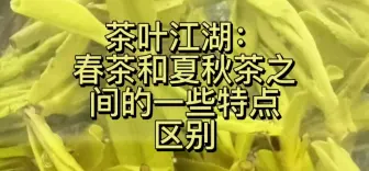 Download Video: 春茶嫩茶和夏秋茶的区别特点，为什么福建云南茶商会春水秋香之类的