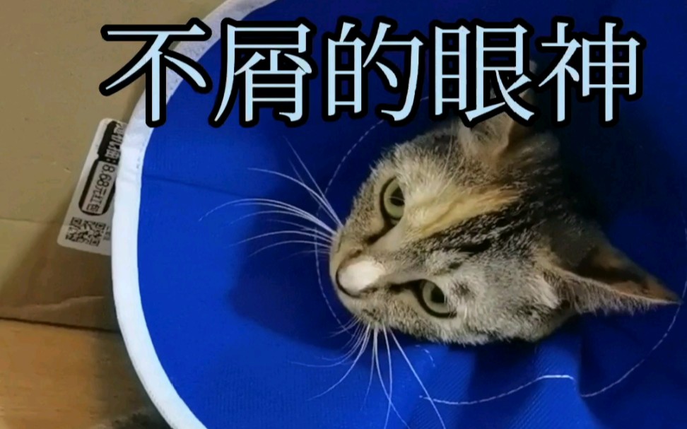 养猫破防时刻