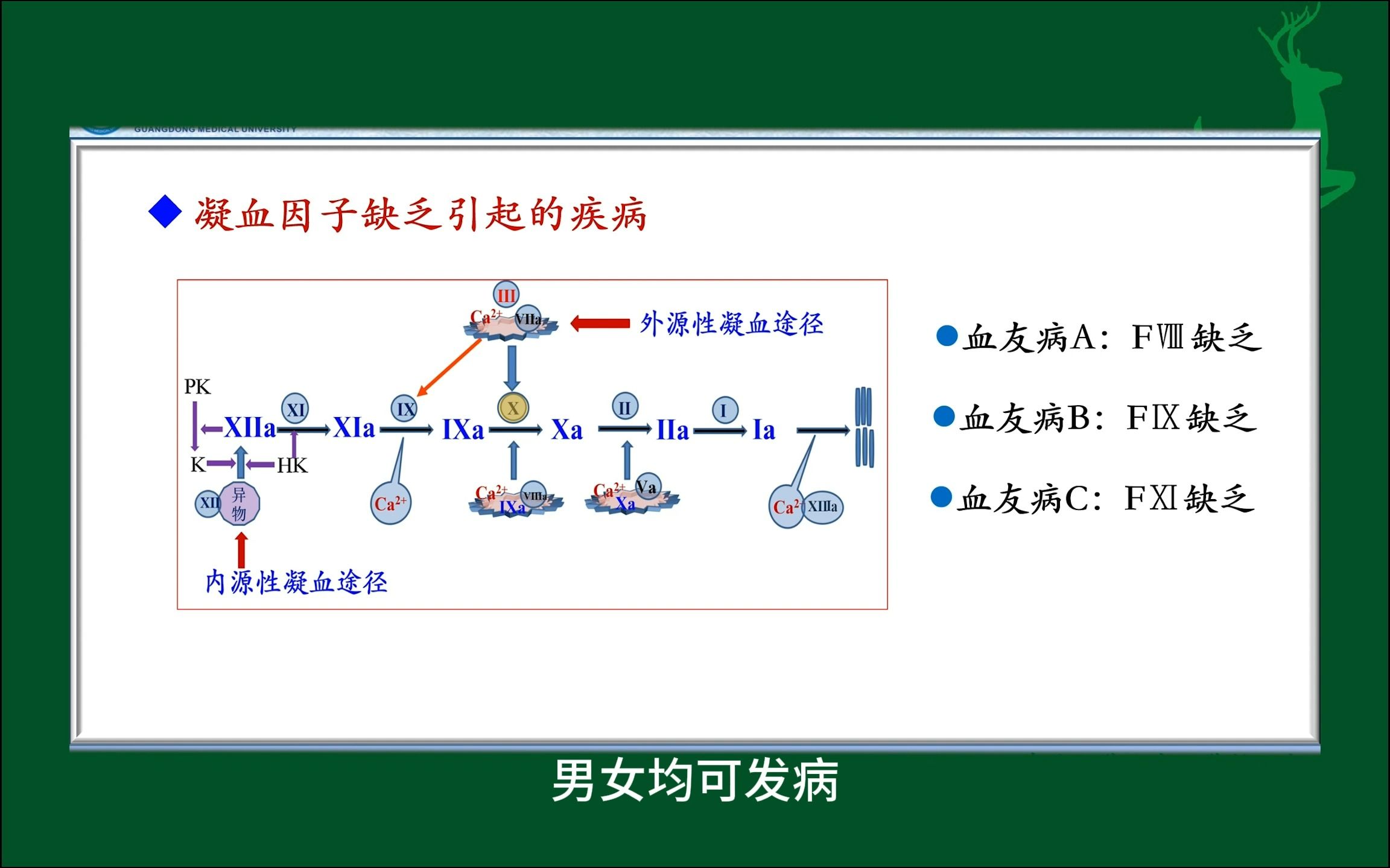 #血友病及促凝与抗凝措施#人体生理学#医学科普#每天学习一点点
