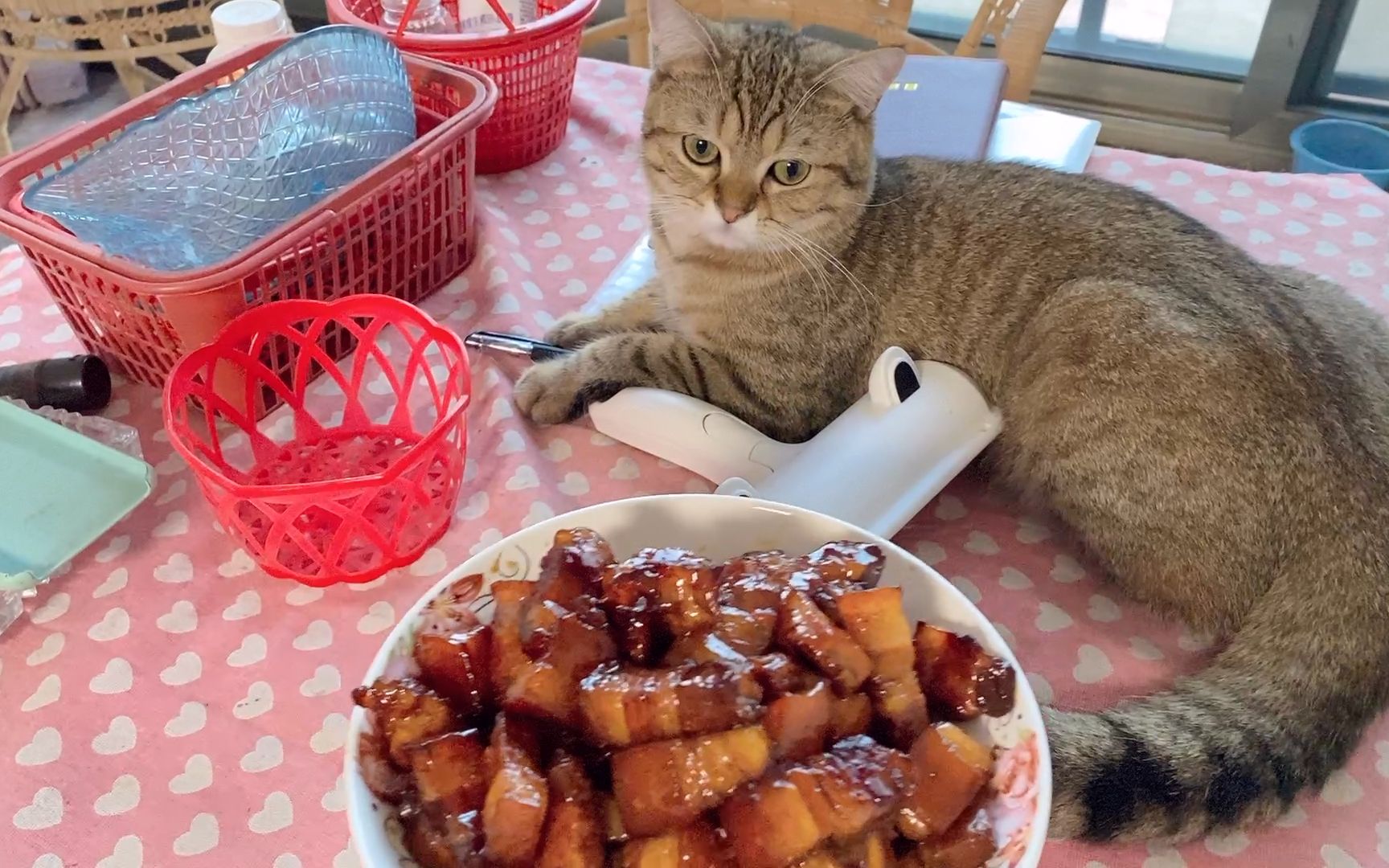 猫咪盯着主人吃红烧肉,馋得口水都快滴碗里了_哔哩哔哩_bilibili