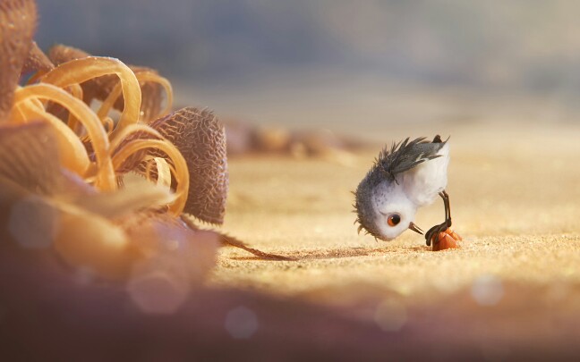 【奥斯卡获奖动漫短篇】《鹬》