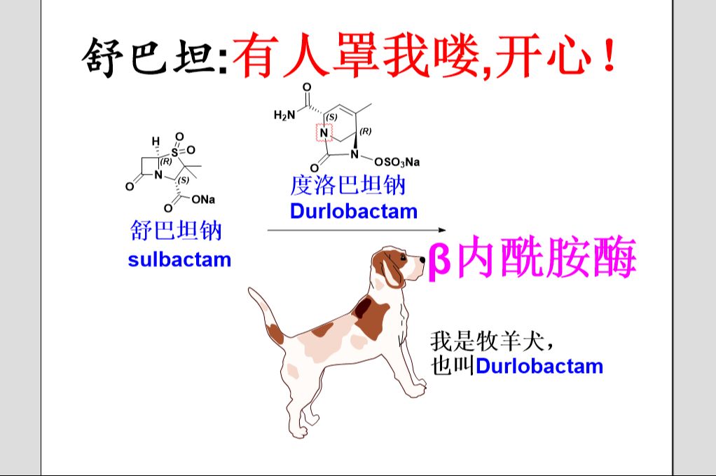 [新药有机合成专题]度洛巴坦钠(Durlobactam),2023年美国FDA批准新药抗菌药舒巴坦牧羊犬,合成路线介绍哔哩哔哩bilibili