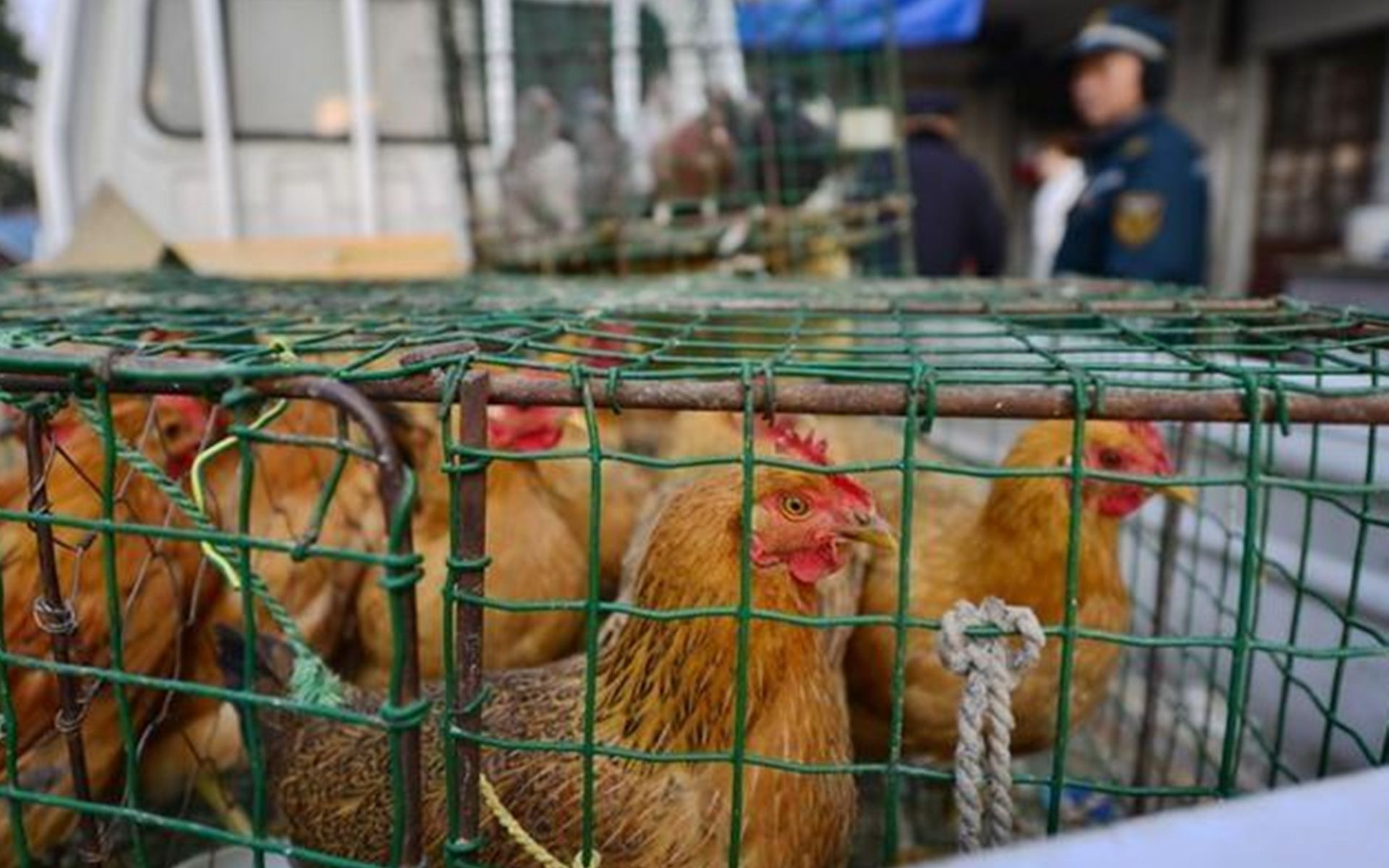 湖南宁远县一活禽交易市场关闭,疾控中心称当地有一名女子感染禽流感