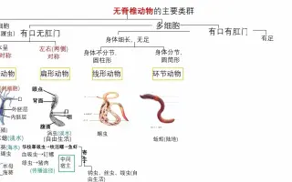 无脊椎动物 哔哩哔哩 Bilibili