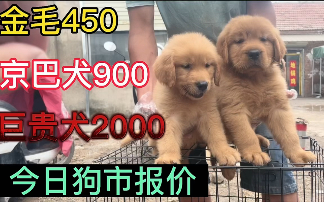 金毛450,京巴犬900,4到6个月巨贵2000左右,今日报价喜欢的看下哔哩哔哩bilibili