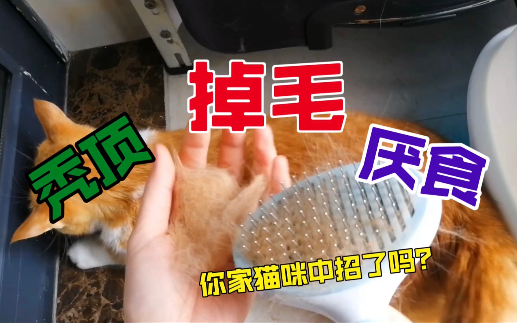 猫掉毛怎么办?橘猫吃饭吃的少还以为她得病了呢,后来发现是毛球卡住了她的食欲!哔哩哔哩bilibili