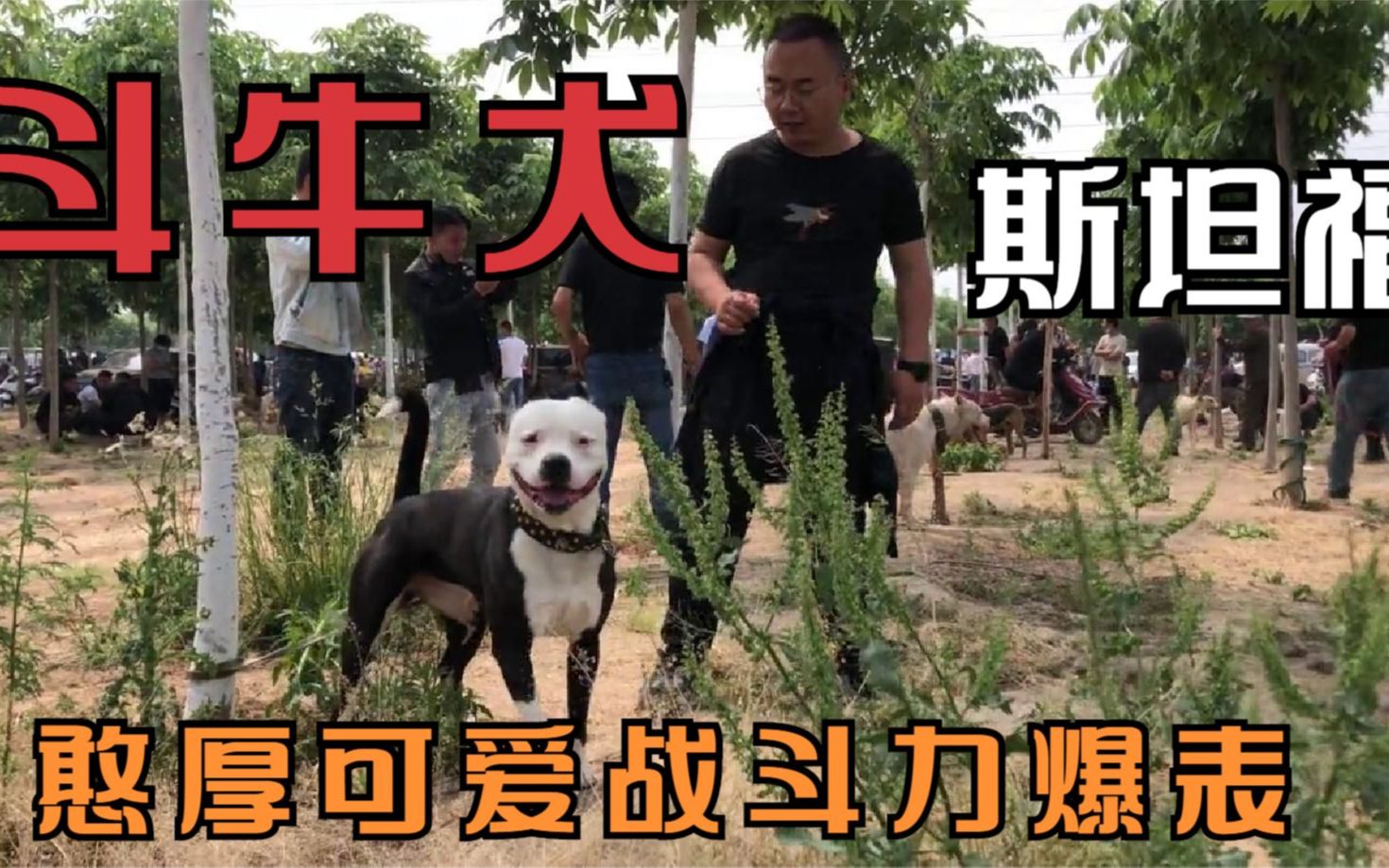 外表可爱憨厚的斯坦福犬,对人友善性格暴躁的咬斗犬,你喜欢了吗哔哩哔哩bilibili