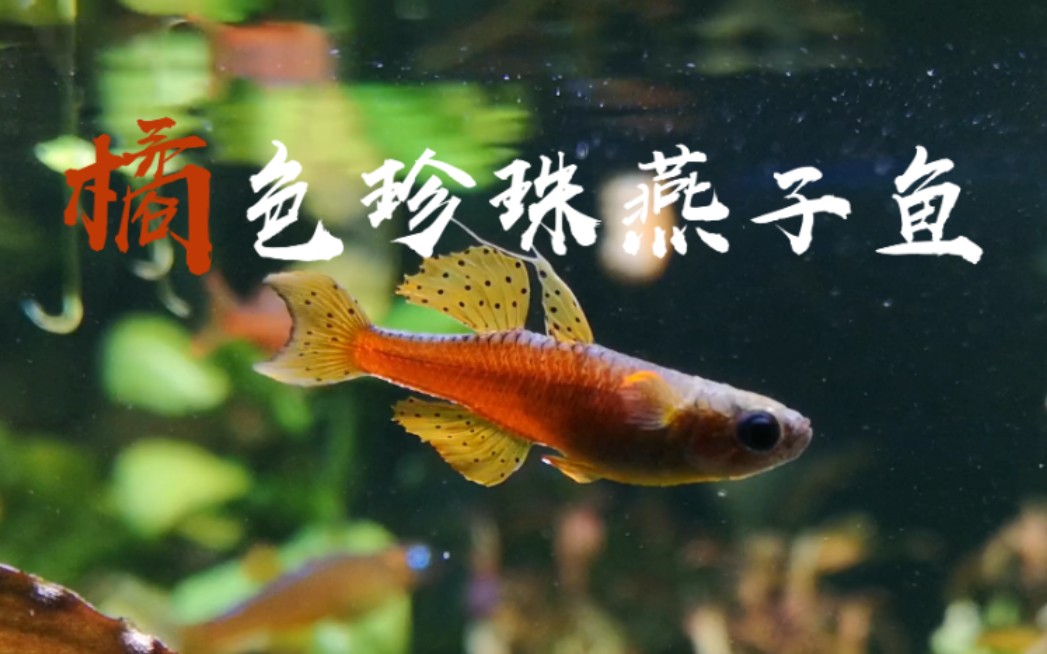 鱼超美的橘色珍珠燕子鱼蓝眼睛的小精灵