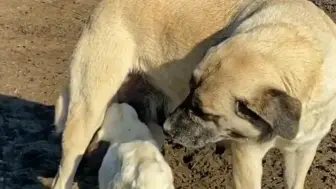 Video herunterladen: 刚出生小绵羊把坎高犬当妈妈，母爱伟大