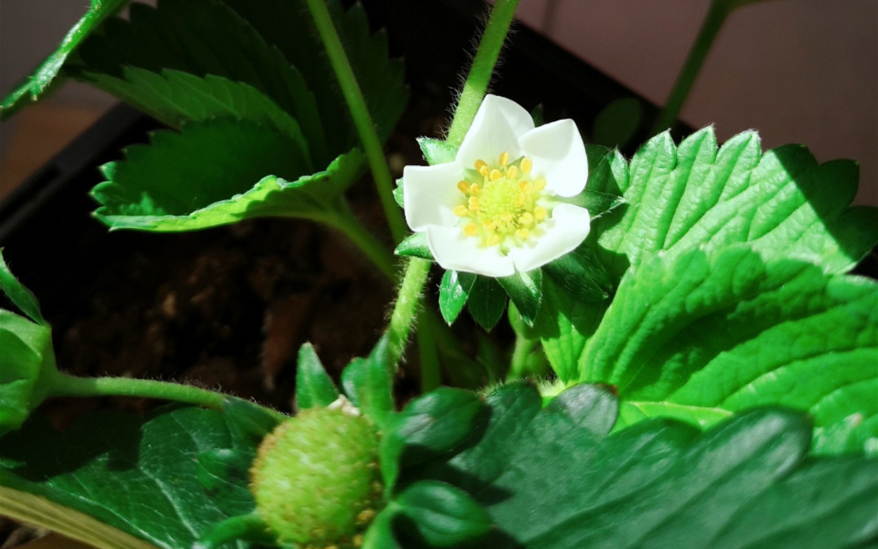 [图]阳台植物—种草莓啦最后一朵花花结束静待果子成熟～