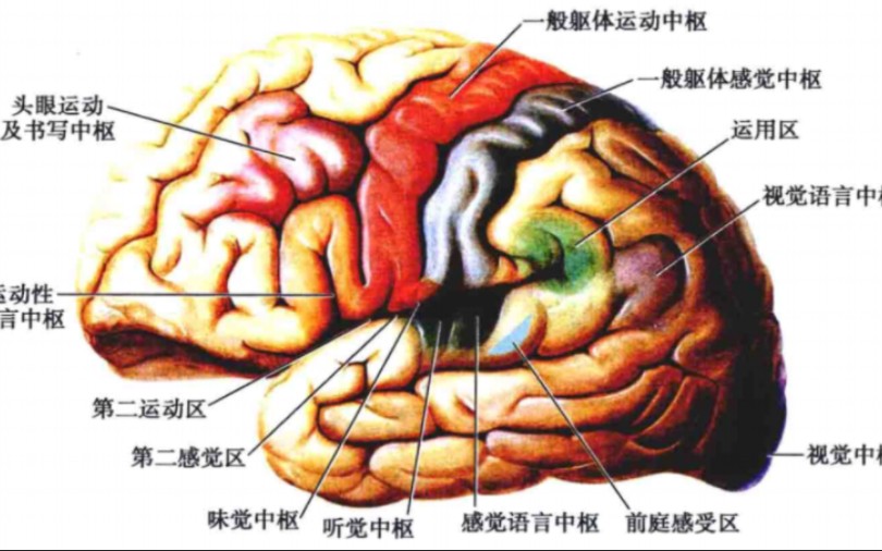 颅脑结构及功能分区哔哩哔哩bilibili