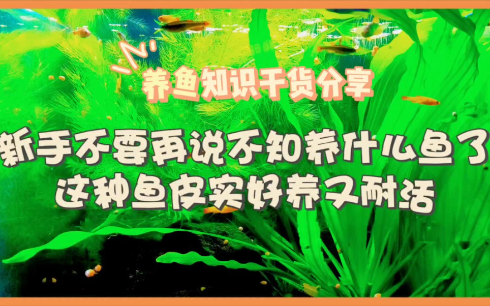 新手不要再说不知养什么鱼了,这种鱼皮实好养又耐活!哔哩哔哩bilibili