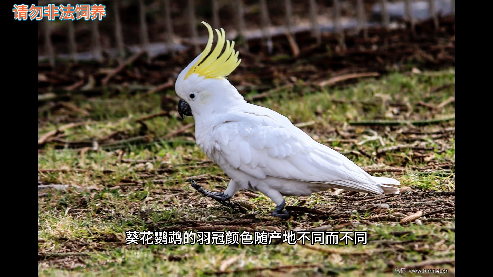 鹦鹉中的二哈:葵花凤头鹦鹉介绍哔哩哔哩bilibili