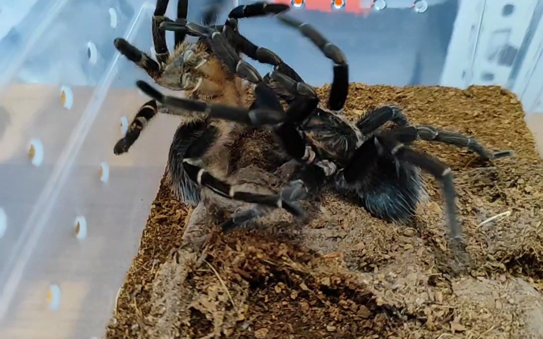 蓝哥斑交配失败,继续努力